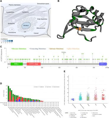 Cleavage Stimulation Factor Subunit 2: Function Across Cancers and Potential Target for Chemotherapeutic Drugs